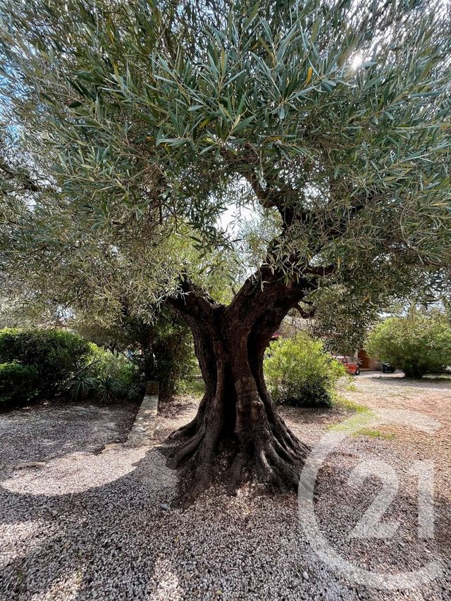 maison à vendre - 3 pièces - 60.0 m2 - LA CADIERE D AZUR - 83 - PROVENCE-ALPES-COTE-D-AZUR - Century 21 Noël Immobilier